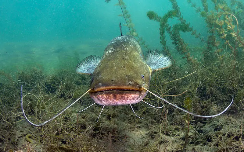 Catfish species in the USA