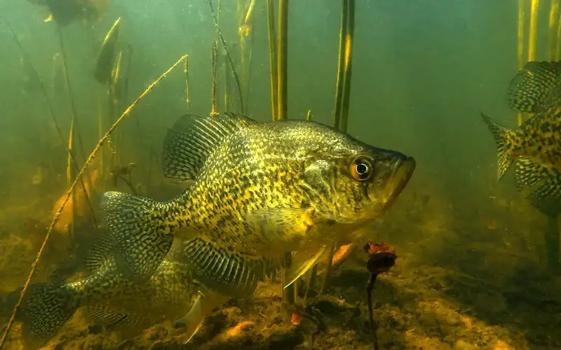 Crappie fish species in the USA