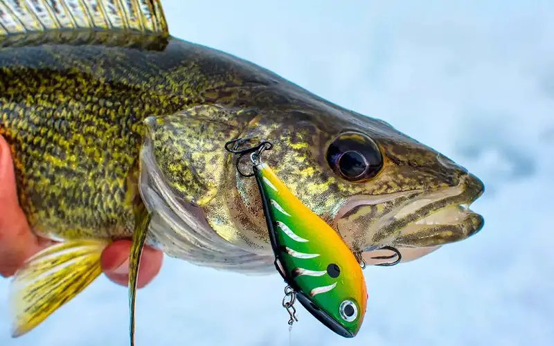 Rattle baits for ice fishing
