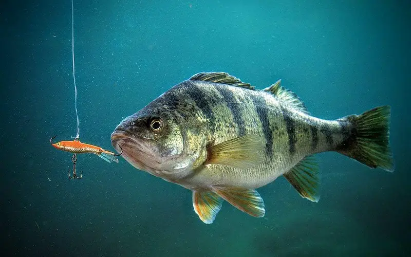 Using lures for perch fishing