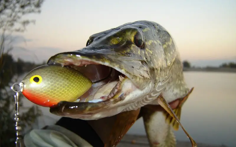 Pike fishing with different lures and jigs