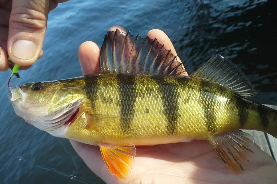 Perch Fishing Made Easy: Pro Tips and Tactics for Anglers