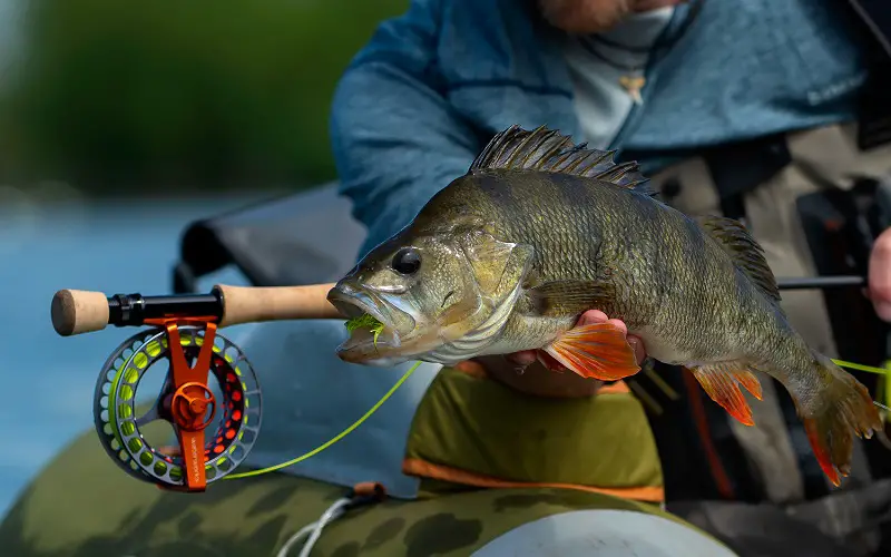 Fly fishing technique and larvae bait for perch fishing