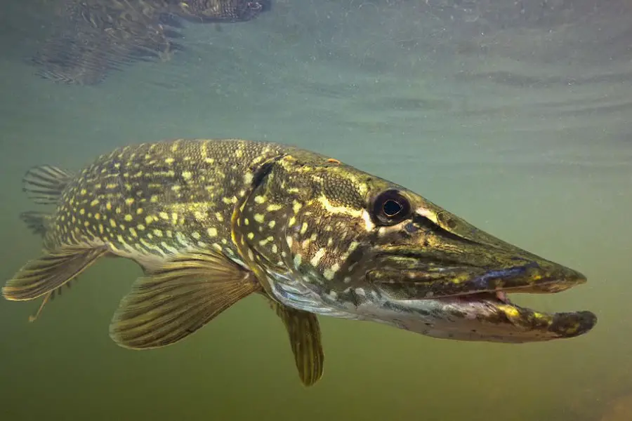 Tips for Successful Pike Fishing: Dominate the Waters