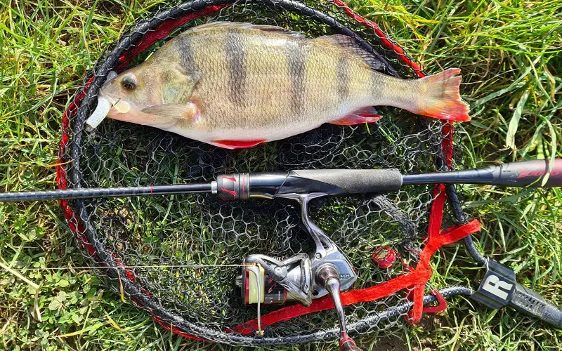 Fishing perch with spinners