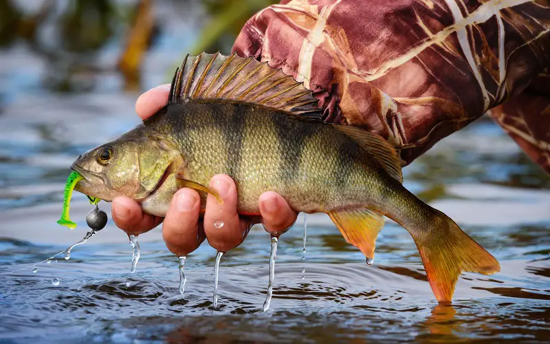 Using worms for perch fishing